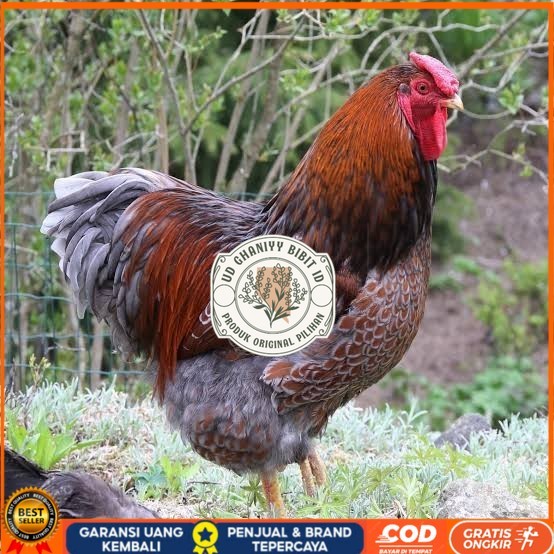 

Telur ayam bantam chocin / telur ayam hias / telur fertil siap kirim UD GHANIYY BIBIT ID
