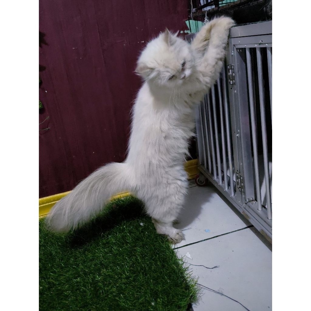 Kucing Persia Anggora Himalaya Ragdoll Kitten Anak Kucing