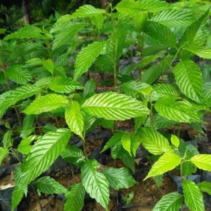 

Termurah Daun kayu afrika 250 gram segar