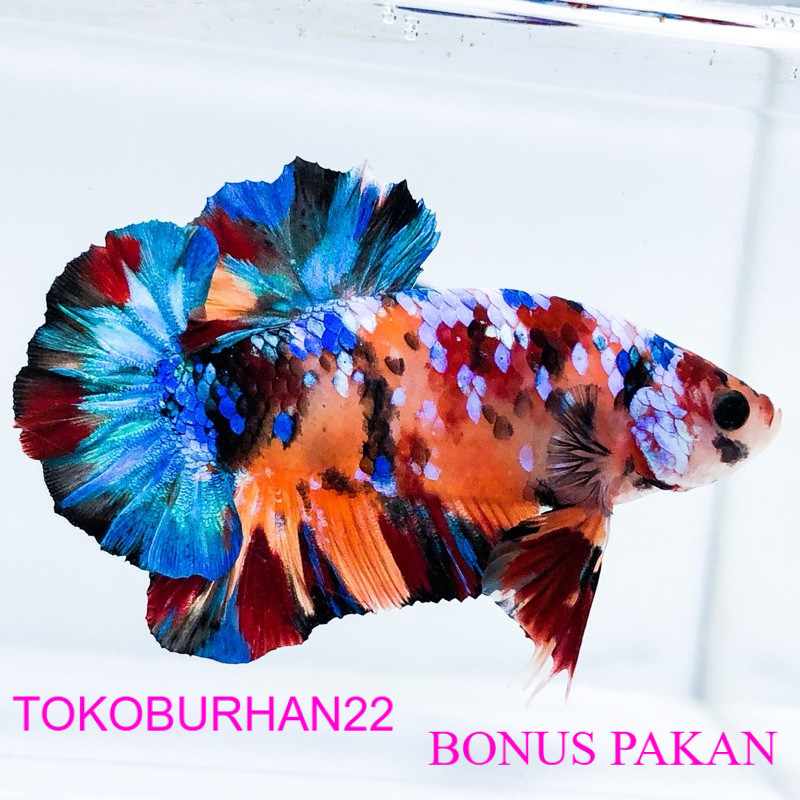 CUPANG MULTICOLOR TOP GRADE SUPER BONUS PAKAN