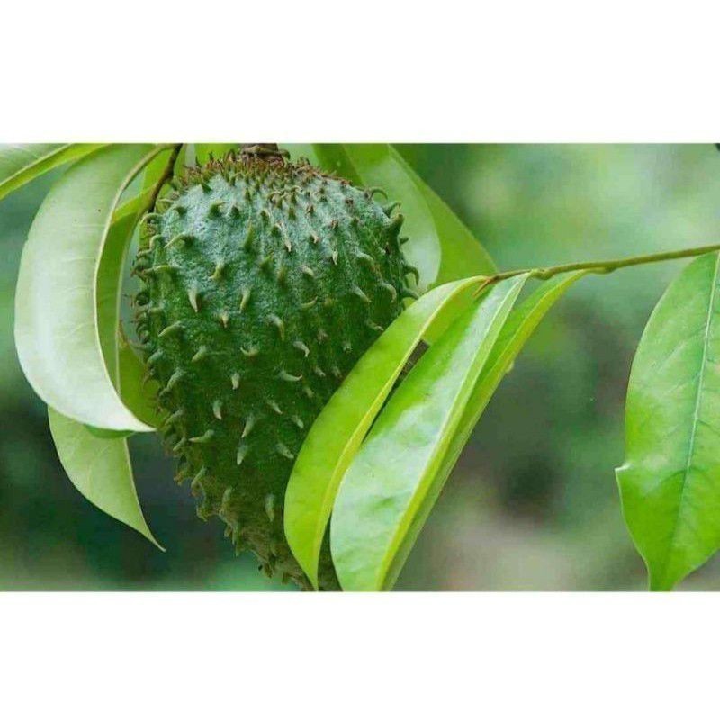 

termurah Promo Daun sirsak segar langsung petik/500 Grm ready stok #laris