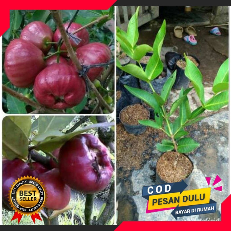 Bibit Jambu Air Black Diamond Cepat Berbuah