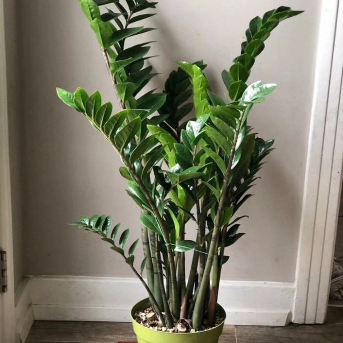 Tanaman Hias Zamia Dolar Zz Plant