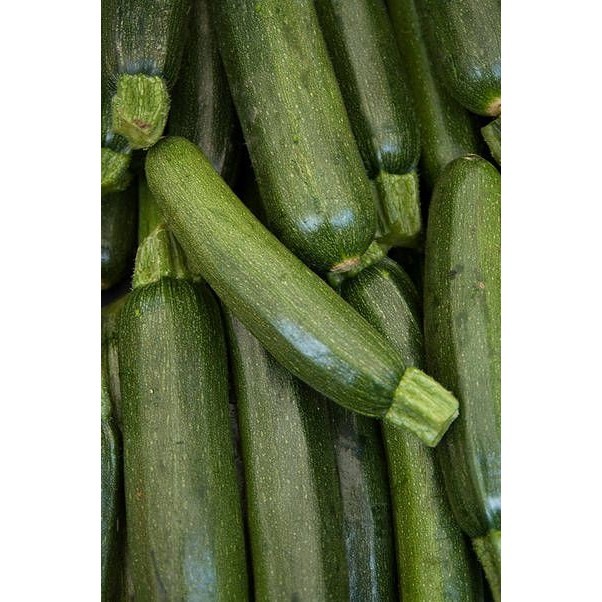 

Labu Zuchini labu zukini