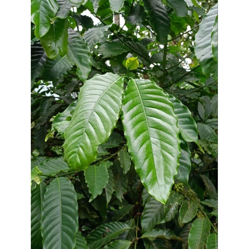 

daun kopi segar 250 gram obat herbal alami fres baru di petik/kualitas terjamin 100% YL