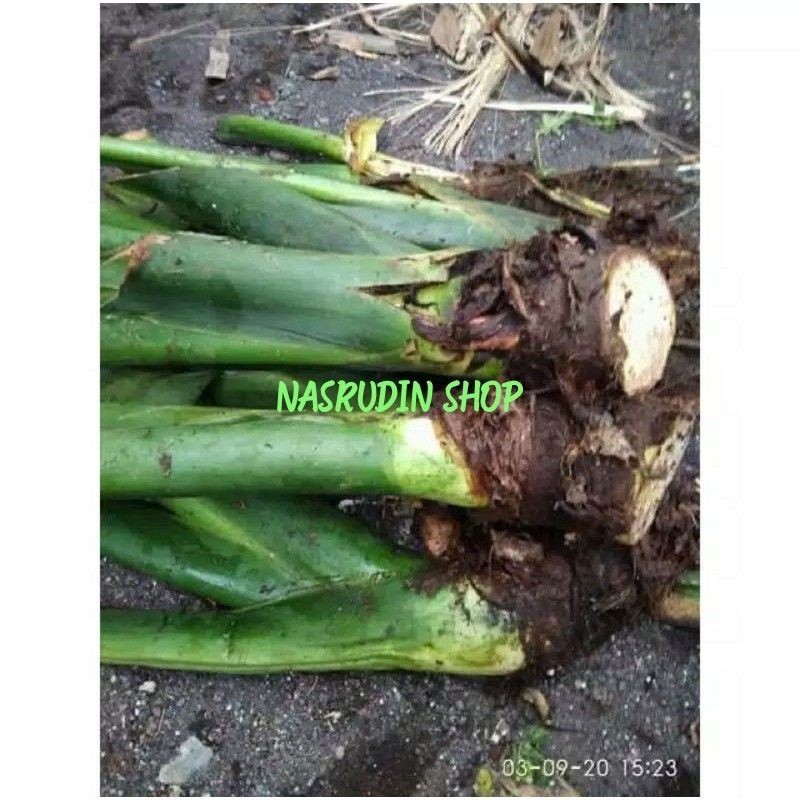 BIBIT TALAS BENENG TALAS KUNING TALES BENENG MAHKOTA BENENG TALAS BANTEN