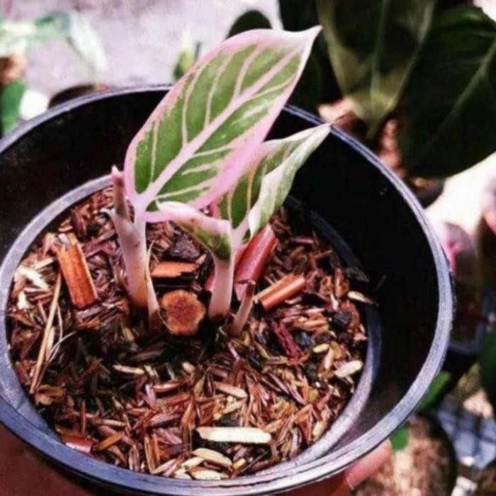 aglonema baby lotus delight