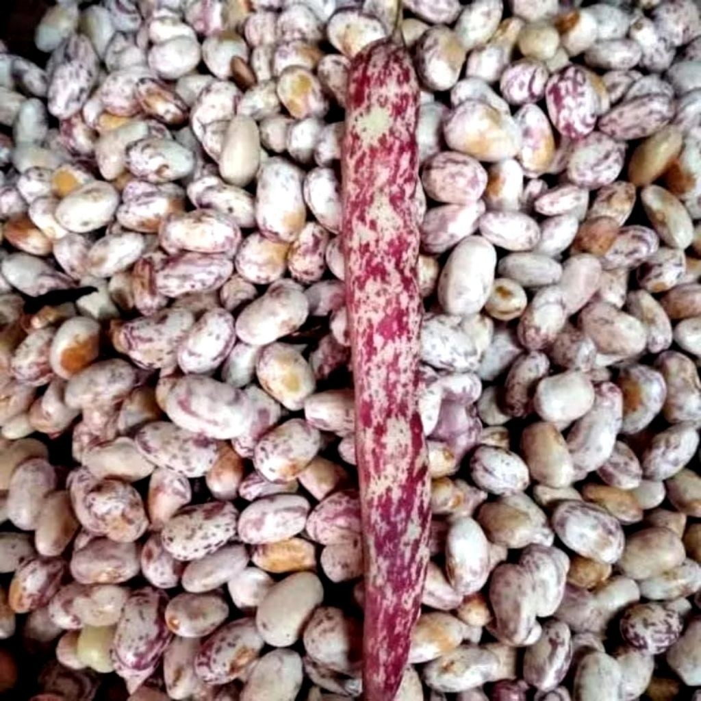

PROMO KACANG NDUL 250/500 GRAM