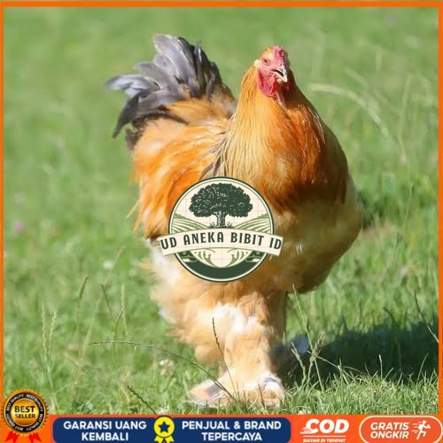 

Telur ayam brahma jumbo / telur ayam hias / telur fertil siap kirim UD ANEKA BIBIT ID