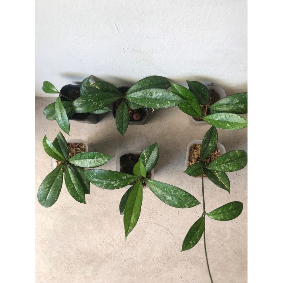 Hoya Crassipetiolata Splash