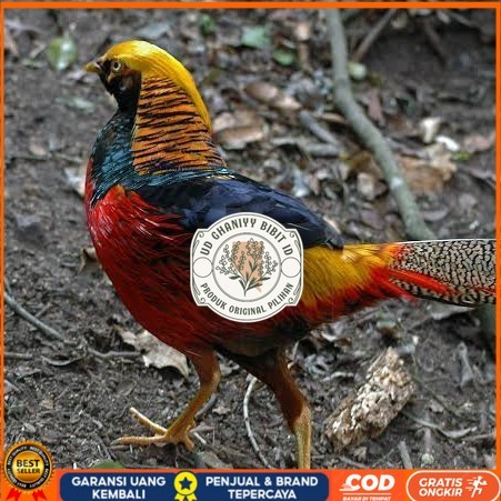 

Telur ayam ringneck golden pheasant telur ayam hias fertil siap cod UD GHANIYY BIBIT ID