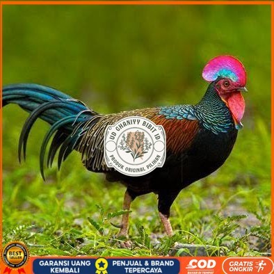 

Telur ayam hutan x jawa bekisar fertil asli siap ditetaskan - ayam hutan UD GHANIYY BIBIT ID