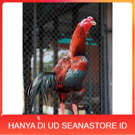 

TELUR RAJA SAIGON FRESH FERTIL UD SEANASTORE ID