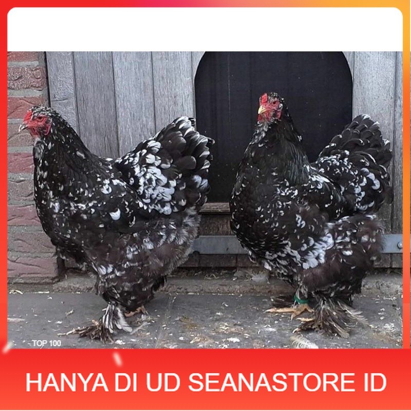 

TELUR AYAM HIAS BRAHMA BLACK MOTTLED UNTUK DI TETASKAN UD SEANASTORE ID