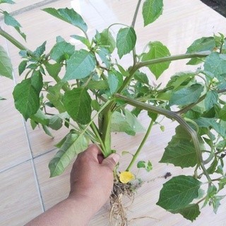 

Extra Herbal Ciplukan Segar/ Cecenet Akar Batang Daun