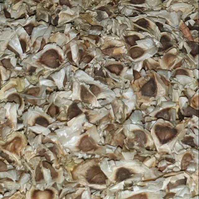 

Biji KELOR siap tanam kualitas premium isi 60 biji