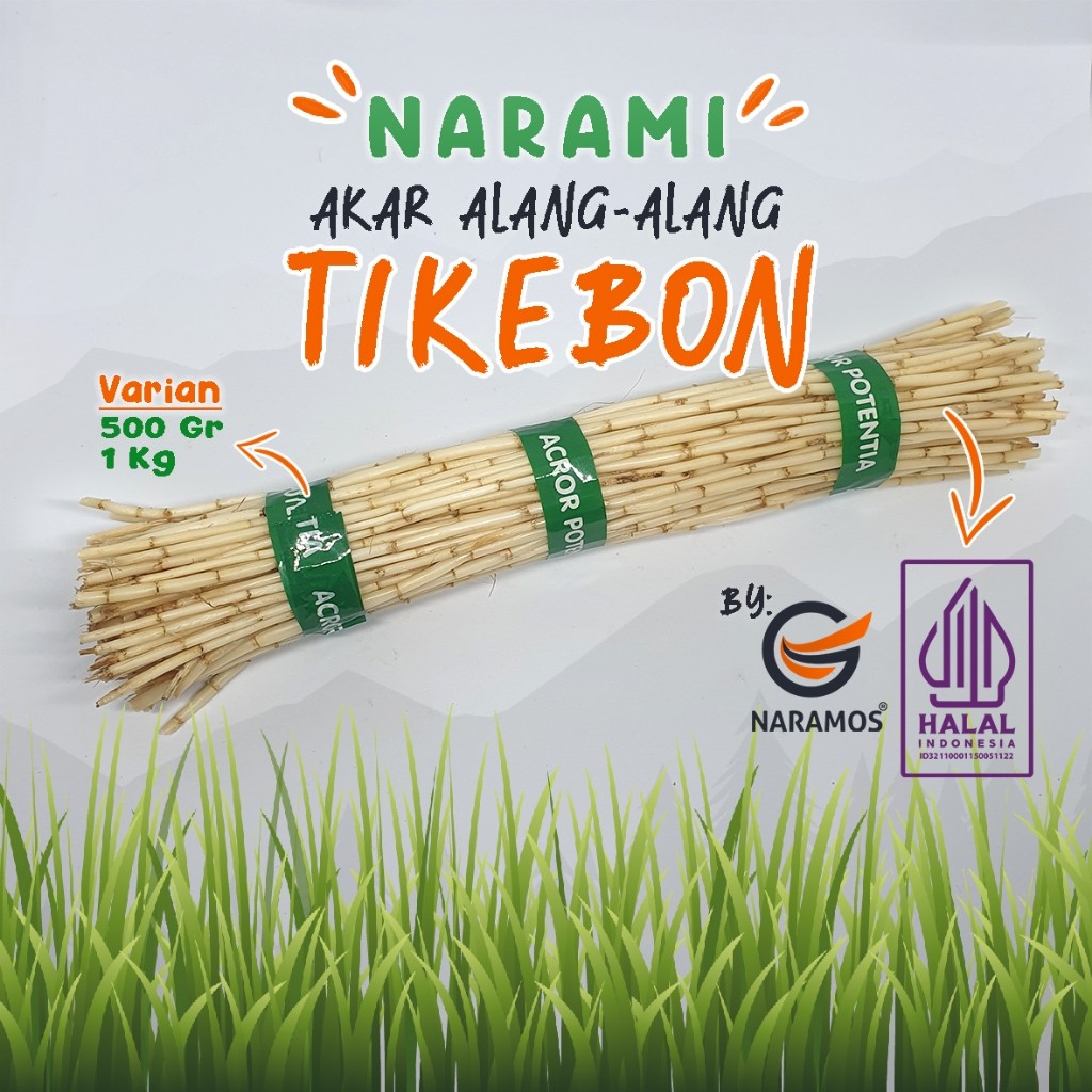 

Akar Alang Alang Segar