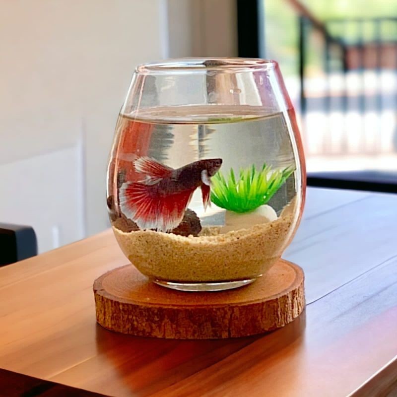 AEL INTI PERKASA - Paket Akuarium Kaca Mini Bulat Aesthetic | AquariumTank Cupang Ikan Hias Kecil Es