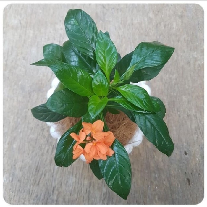( BISA BAYAR DI TEMPAT ) Tanaman Hias Crosandra Bunga Orange / Pohon Rosandra Bunga Oren