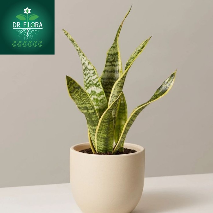 tanaman sensivera superba - sensivera superball