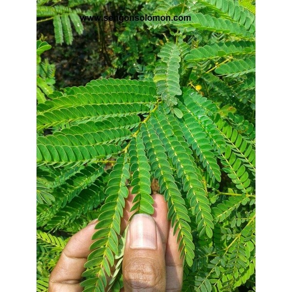 

Daun sengon albasiah segar 1 kilo AF