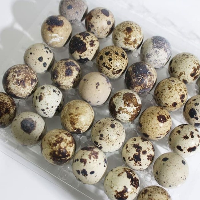 

TELUR PUYUH MENTAH (pack isi 10)