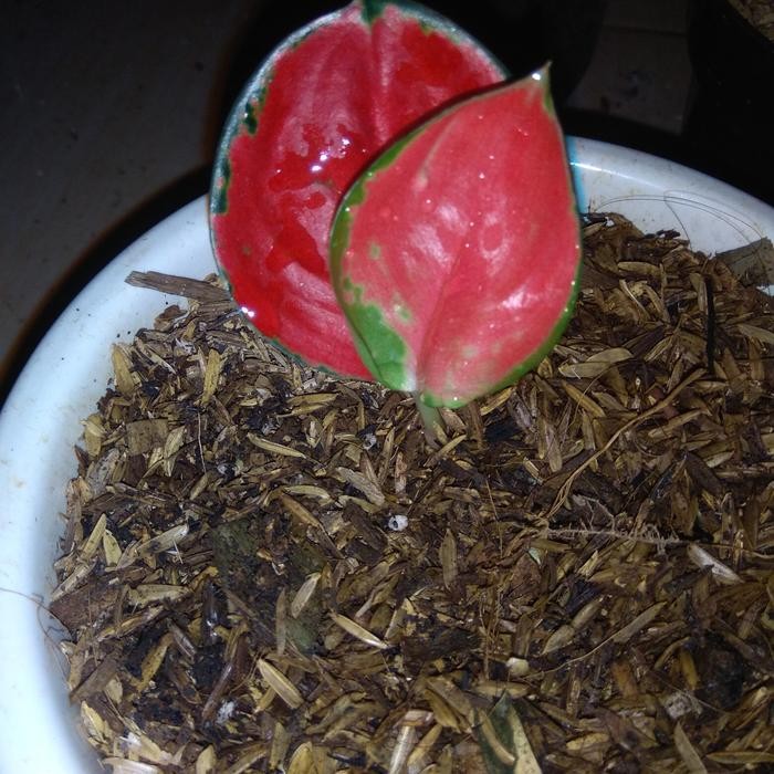 bibit aglonema suksom jaipong
