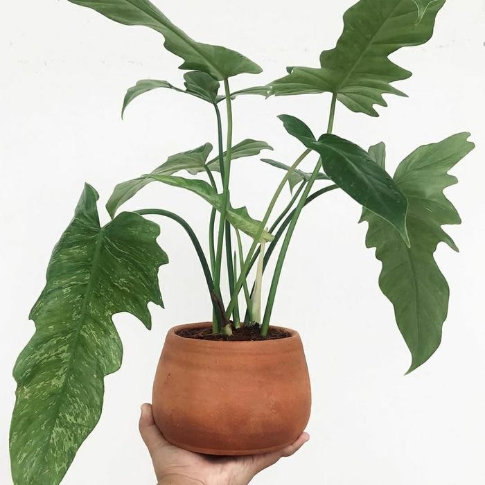 philodendron minarum varigata - philodendron dragon varigata