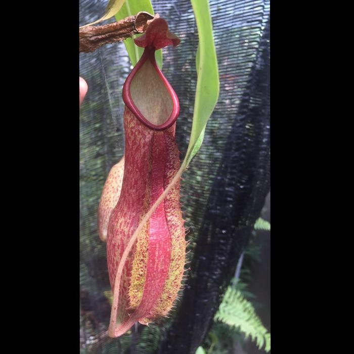 Biji Kantong Semar Nepenthes alata Red dari Filipina