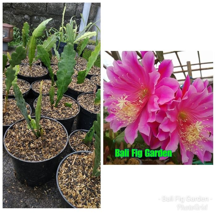 Wijaya Kusuma California Dream - Anakan