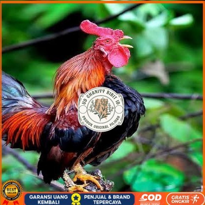 

Telur ayam ketawa dangdut slow gretek fertil siap ditetaskan UD GHANIYY BIBIT ID