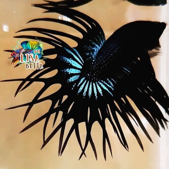 Hiasan soliter ikan cupang crowntail black orchid medium jantan kebutuhan aquarium