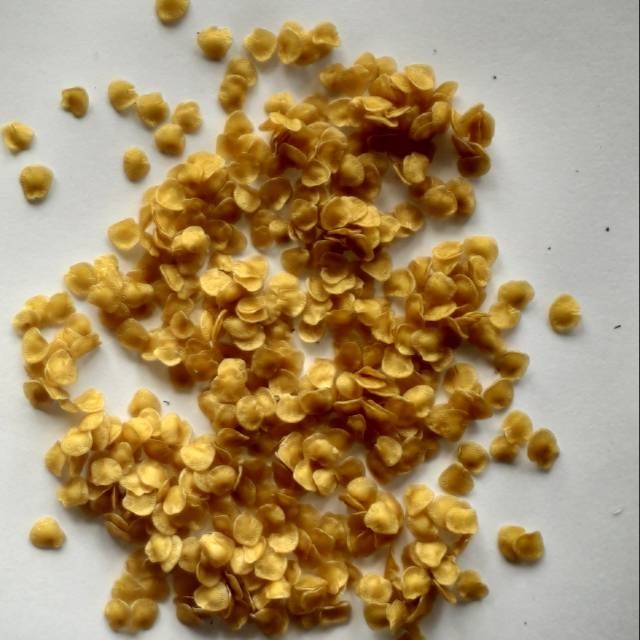 bibit terong duri terong hutan