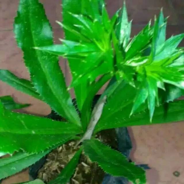 Bibit tanaman walang sangit walang cina umpan pancing atau herbal DN