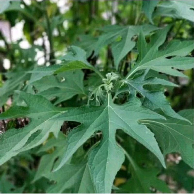 

promo daun insulin/500g