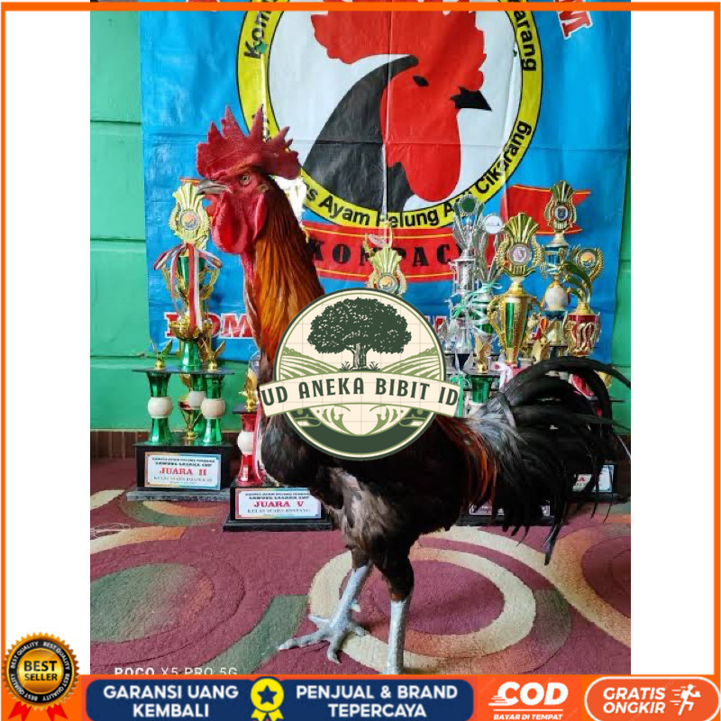 

TELUR FERTIL AYAM PELUNG TRAH JUARA UNTUK DI TETASKAN UD ANEKA BIBIT ID