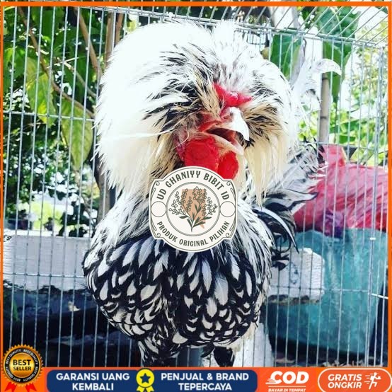 

telur ayam poland hias fertil siap ditetaskan - ayam polan UD GHANIYY BIBIT ID