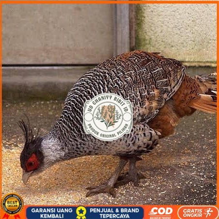 

Telur ayan hias ringneck cheer pheasant fertil bisa ditetaskan UD GHANIYY BIBIT ID