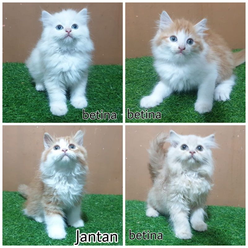 JUAL kitten anak kucing anggora persia angora 2.5 bulan jantan betina bulu super lebat peaknose flat