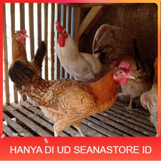 

Telur ayam elba petelur handal fertil siap ditetaskan - telur-ayam-elba UD SEANASTORE ID