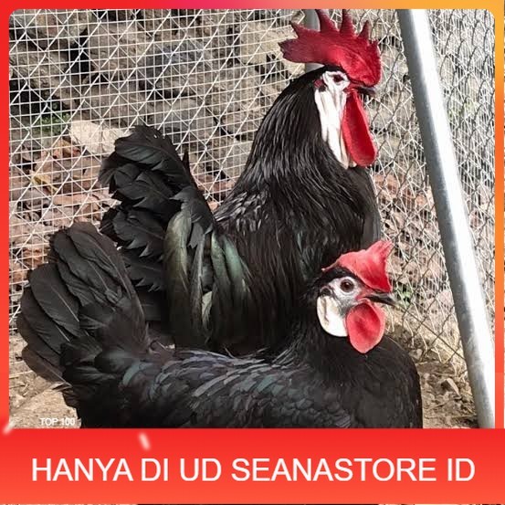 

Telur ayam white face spanish / telur ayam hias fertil siap cod UD SEANASTORE ID