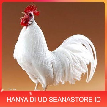 

Telur ayam leghorn white / telur ayam hias / telur fertil siap kirim UD SEANASTORE ID
