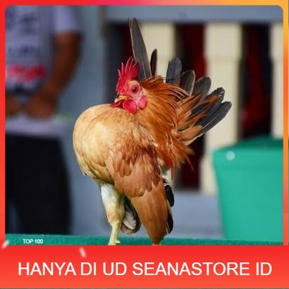 

Telur ayam serama kate lokal telur ayam hias telur fertil siap kirim UD SEANASTORE ID