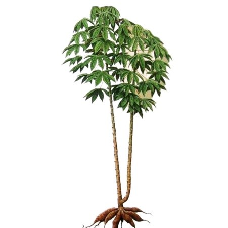 Termurah Bibit singkong keju  cutting stek batang siap tanam