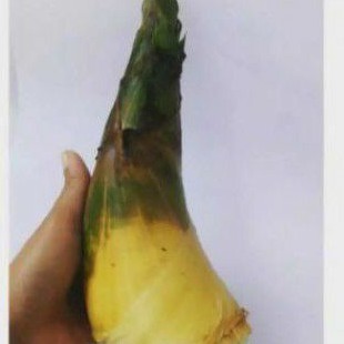 

REBUNG BAMBU KUNING PALING MUDA 1 KG bambu herbal bambu kuning AF