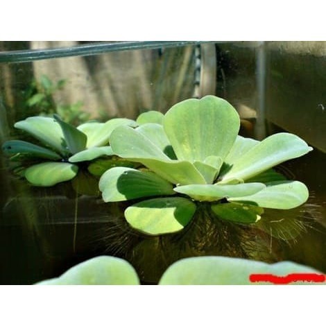 

Extra Herbal Bibit Tanaman apu apu Semua ukuran