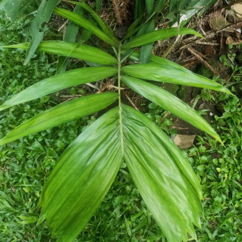 

DAUN SALAK SEGAR OBAT WASIR 500 GRAM