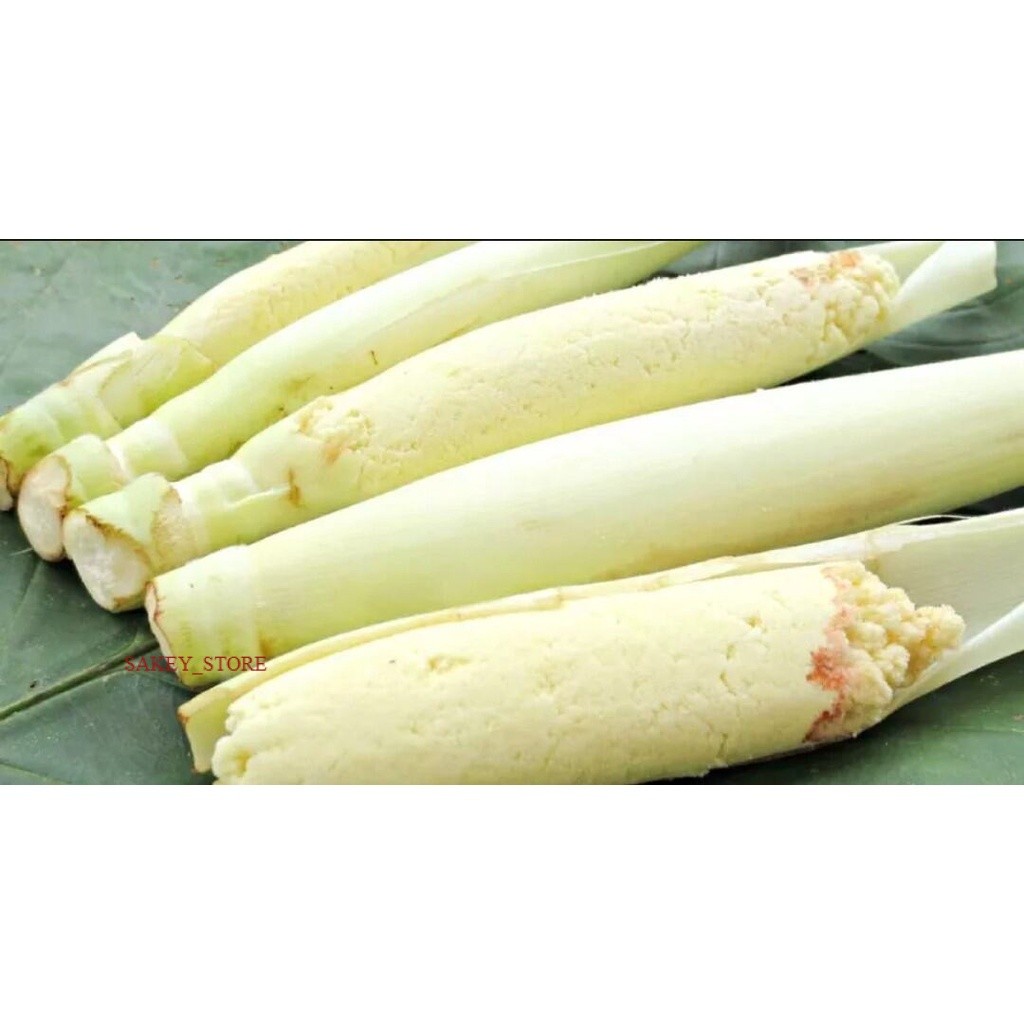 

Sayur terubuk 500gr/terubuk/terubus/telor tebu/kembang tebu/kembang tebu endog