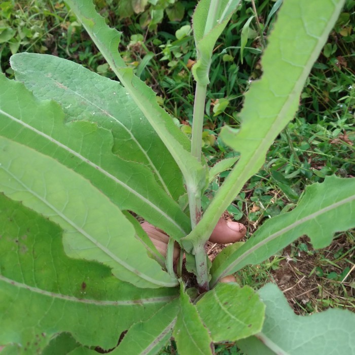 

bibit daun tempuyung segar