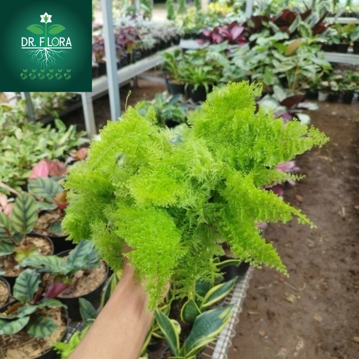 tanaman hias pakis embun - tanaman gantung pakis